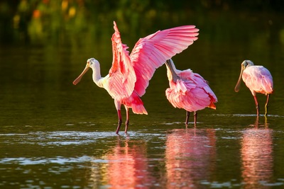 The Roseate Spoonbill: Fort Myers’ Friendliest Bird